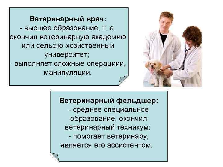 Профессия ветеринарный врач (ветеринар): где учиться, зарплата, плюсы и минусы