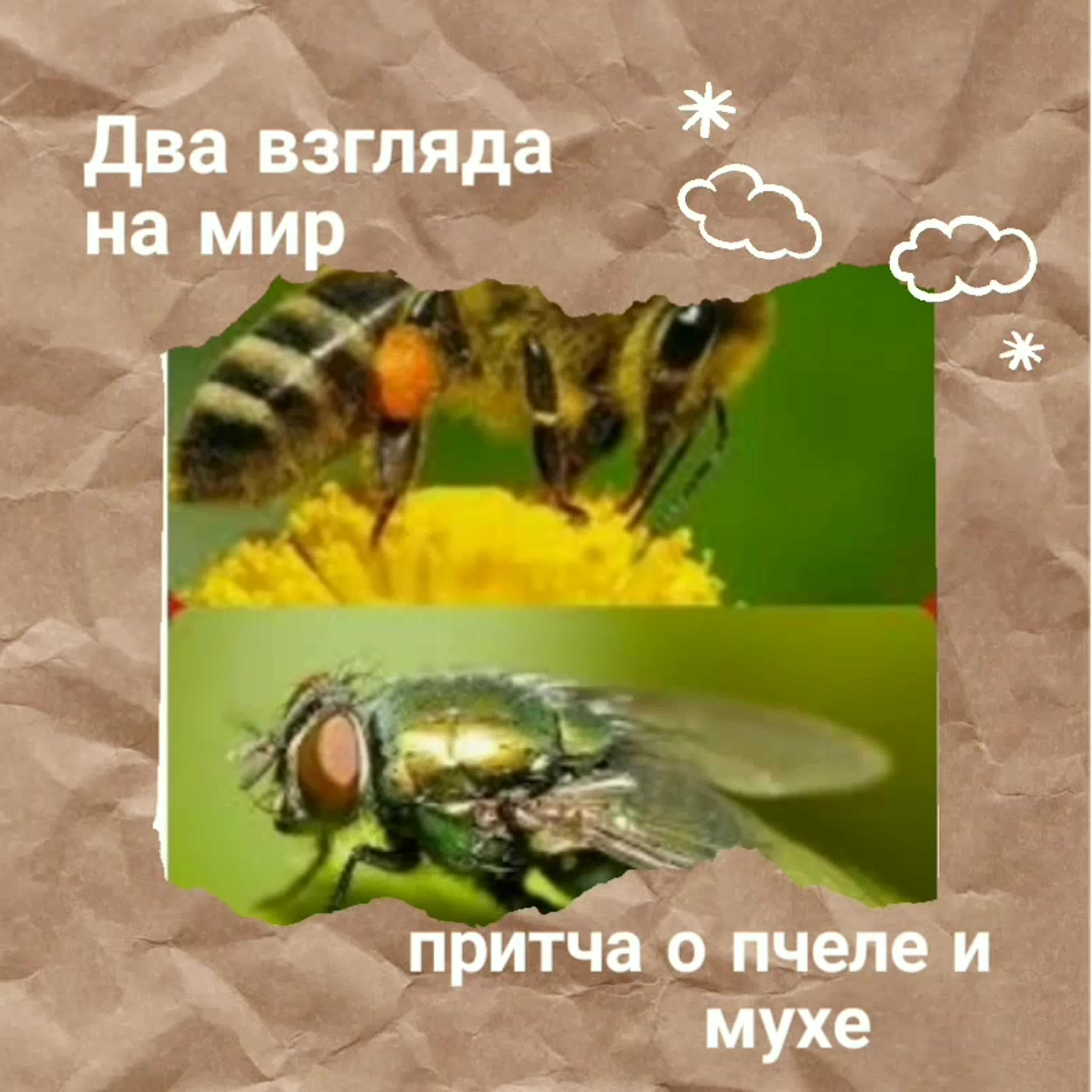 Притча про мух. Два взгляда на мир. Притча о пчеле и мухе. Два взгляда на мир Муха и пчела. Взгляд мухи и пчелы.