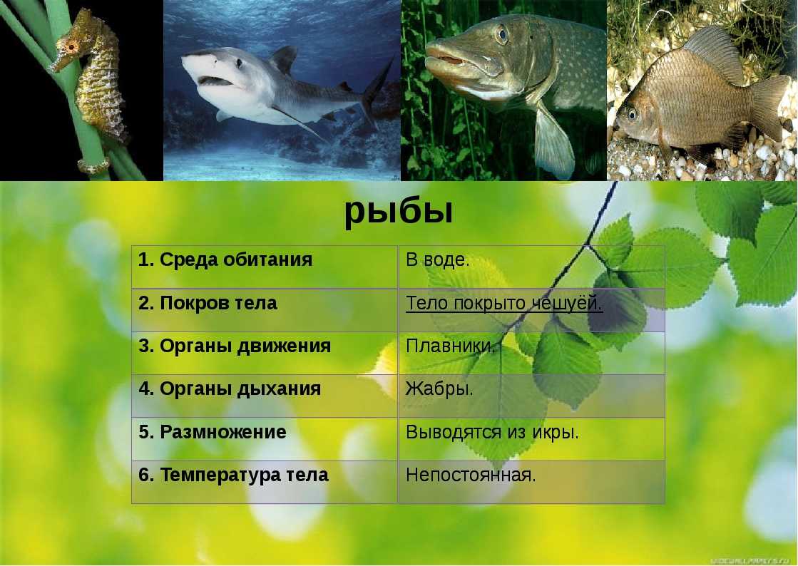 Рыба какой организм. Позвоночные рыбы. Среда обитания рыб. Обитатели среды обитания. Позвоночные рыбы представители.