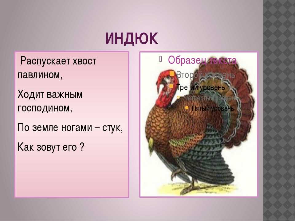 Загадки о птицах для детей 5-6-7 лет с ответами