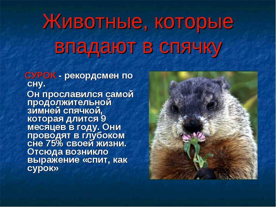 Спячка- что это? животные, впадающие в зимнюю спячку.