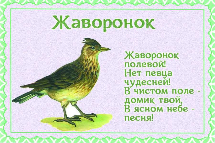 Красивые стихи про птиц для детей