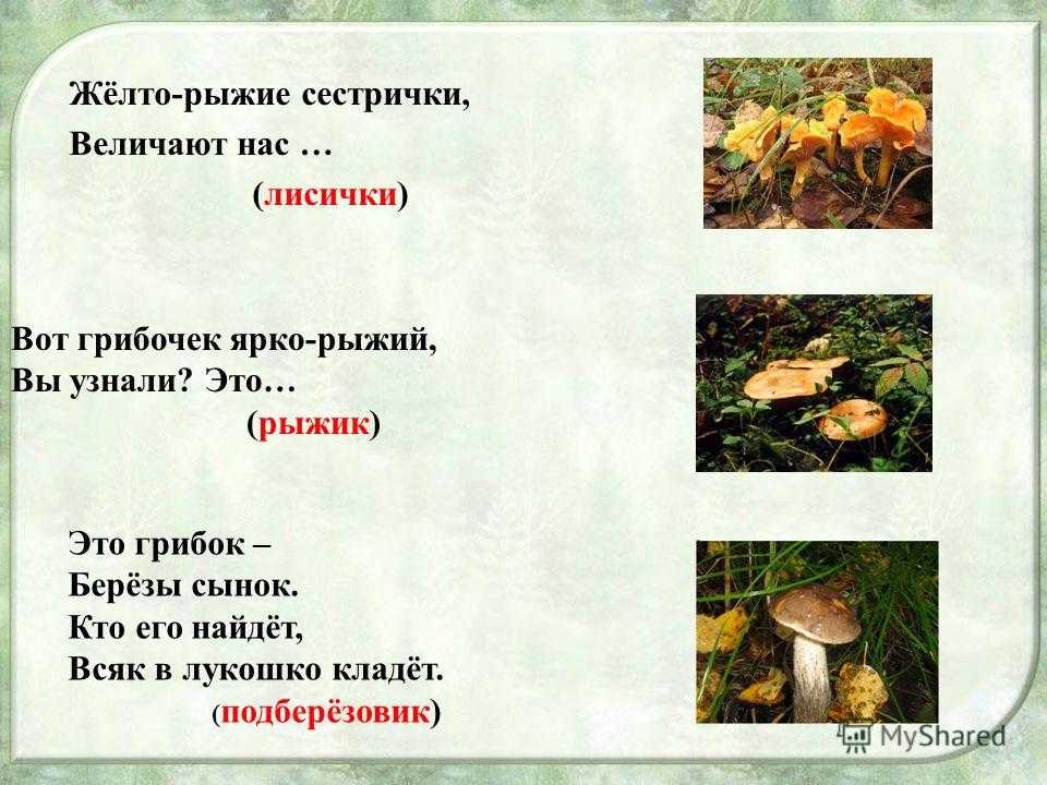 72 загадки про грибы для детей с ответами