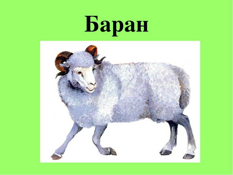 Бараны автор 1 класс. Загадка про барана. Детские загадки про барана. Баран для презентации. Загадка про Баранов.