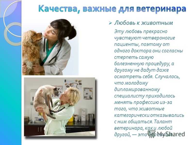 Ветеринар кто это такой, чем занимается, особенности профессии