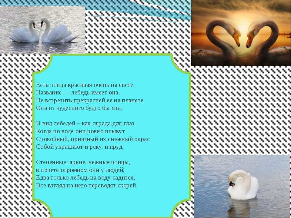 Текст песни лебедушка. Стих про лебедя. Загадка про лебедя. Стишки для детей о лебеде.