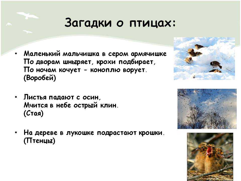 Загадки о птицах с ответами – 90 самых лучших загадок – ladyvi.ru