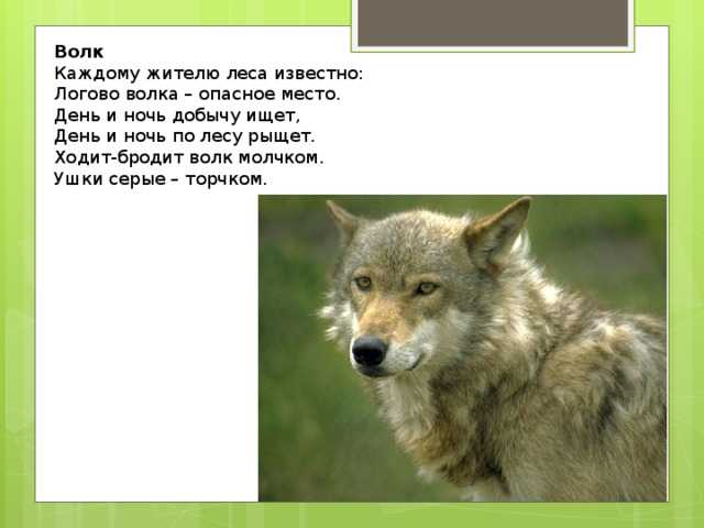 43 зубастых загадки про волка для детей: изучаем зверей