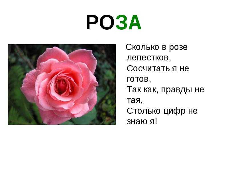 Сколько дают роз. Загадка про розу. Детские стихи о Розе. Загадки про розу с ответами. Загадка про розу для детей.