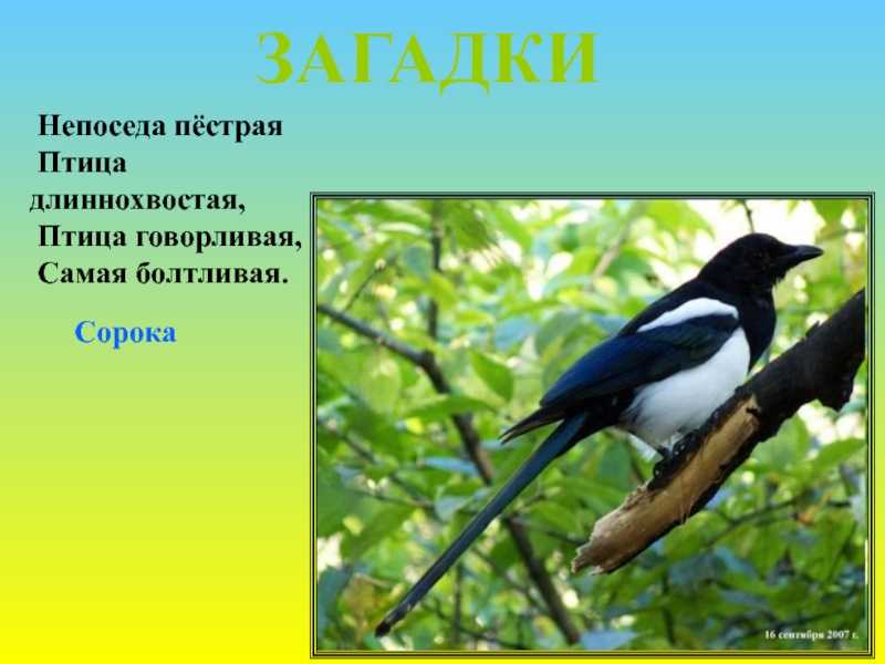 Олеся емельянова. книга загадок для детей (детские загадки).
