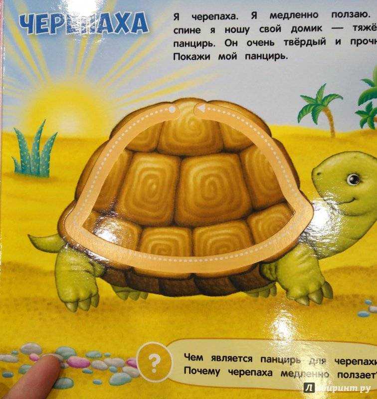 Читай про черепаху. Загадка про черепаху. Загадка про черепаху для детей. Стих про черепашку. Стих про черепашку для детей.