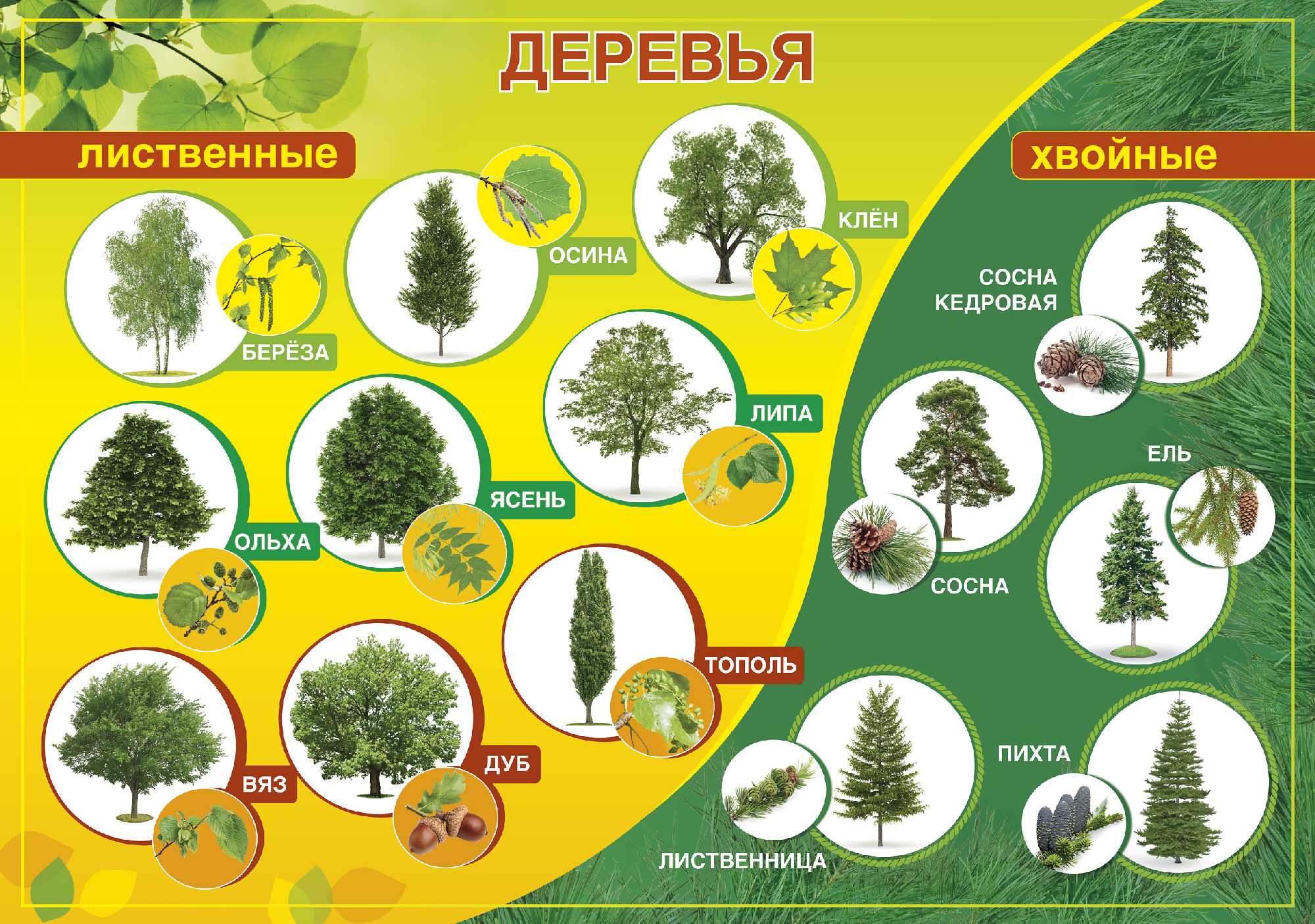 Виды деревьев в московской области с фото листьев