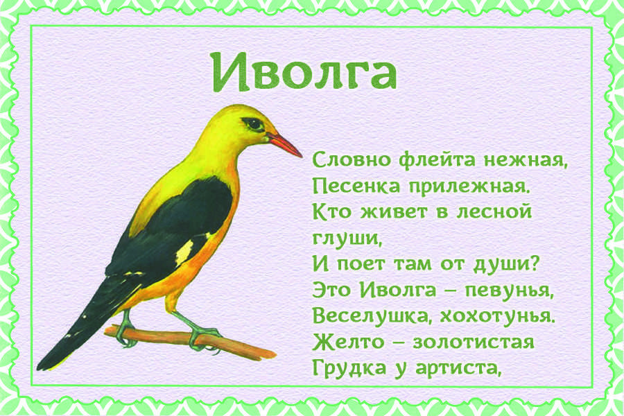 Свиристель птица. описание, среда обитания и образ жизни свиристели