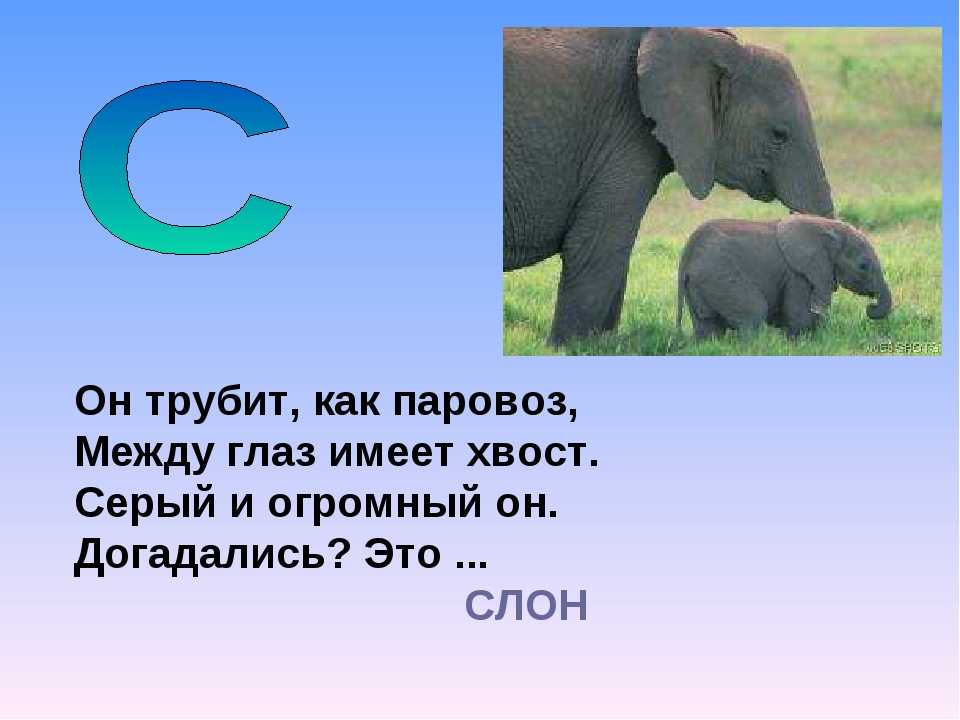 Детские загадки про слона с ответами