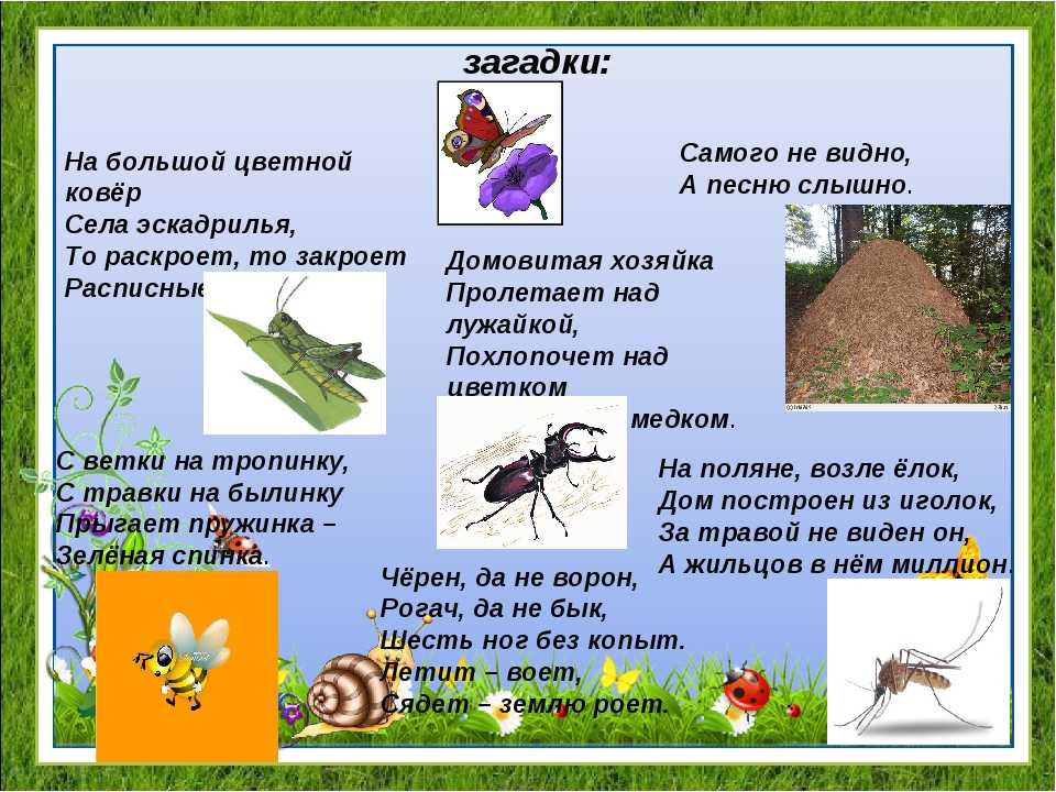 Загадки про насекомых для дошкольников. Загадки про насекомых. Загадки про насекомых для детей. Загадки про насекомых для малышей.