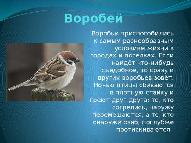Стихи про птиц для детей 3-5 лет