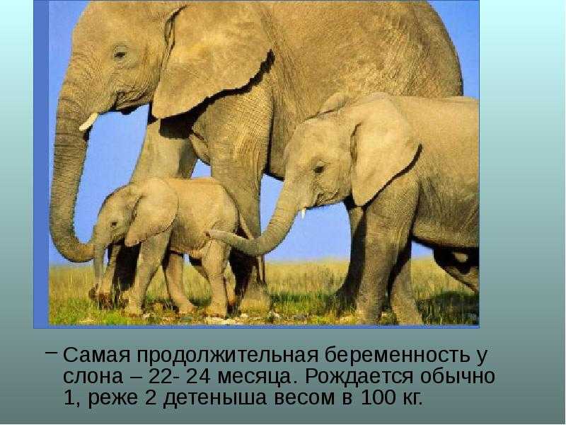 Сколько у слонов длится беременность и как они заботятся о потомстве :: syl.ru