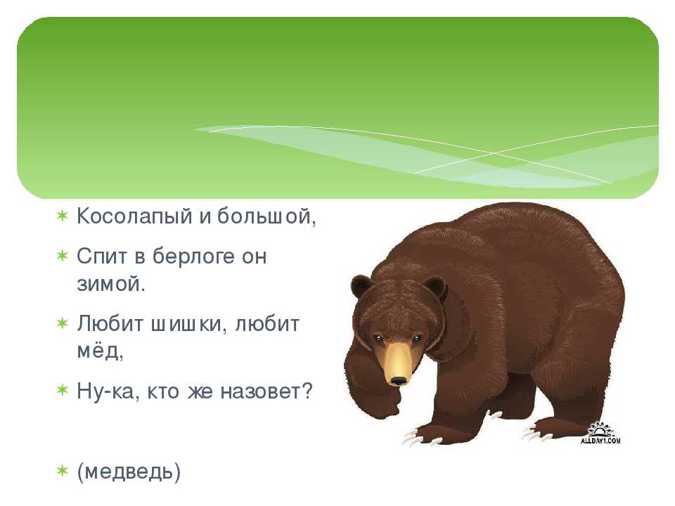 Детские загадки про медведя с ответами