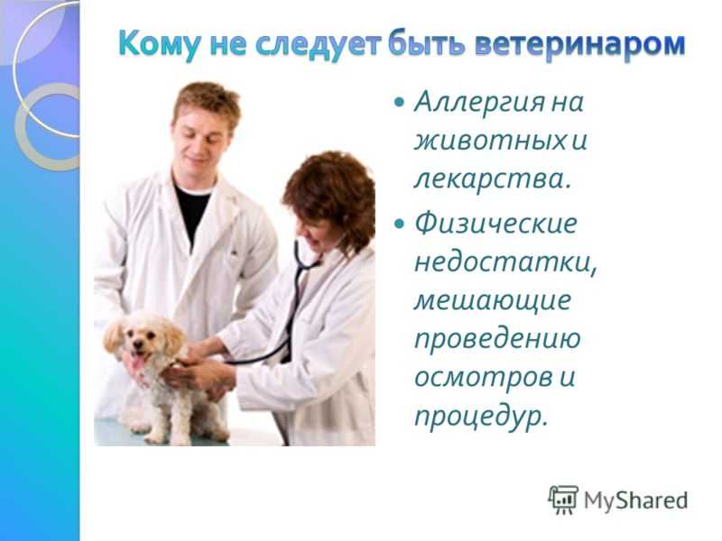 Ветеринар — профессия для желающих помогать животным
