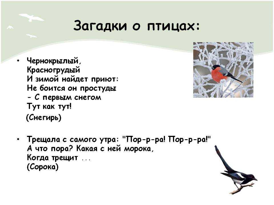 Загадки про птиц для детей — 130 крылатых загадок