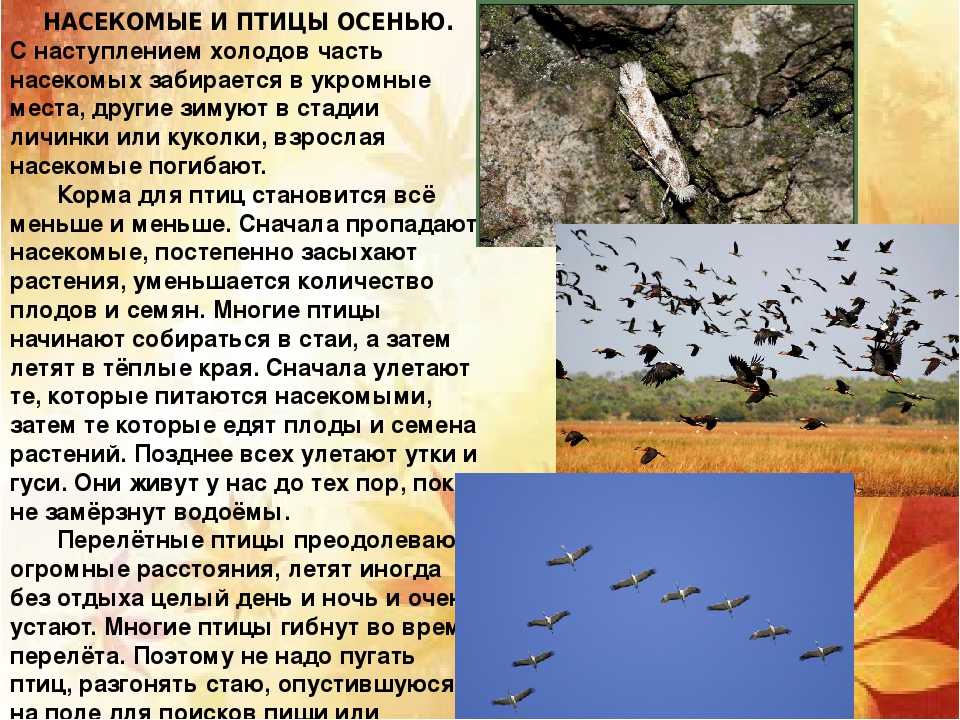 Периоды жизни птиц. Птицы осенью изменения. Изменение поведения птиц осенью. Изменения в жизни птиц осенью. Миграция птиц.