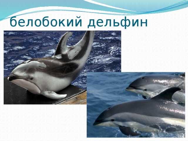 Дельфин относится к группе животных. 2. Беломордый Дельфин. Беломордый Дельфин красная. Белобокий Дельфин. Тихоокеанский белобокий Дельфин.