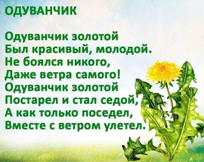 Стих про одуванчик | morestihov.ru