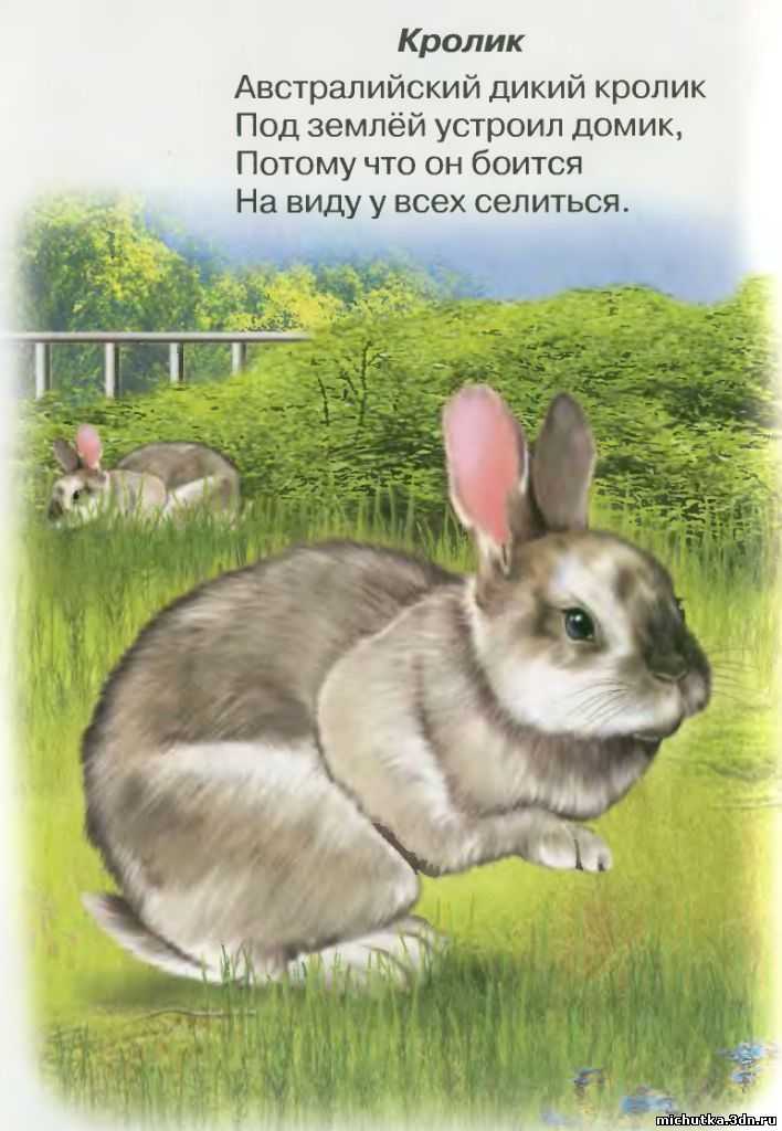 собрал самые красивые стихи про зайца для детей Эти подборка стихов точно понравятся детям, а также и их родителям