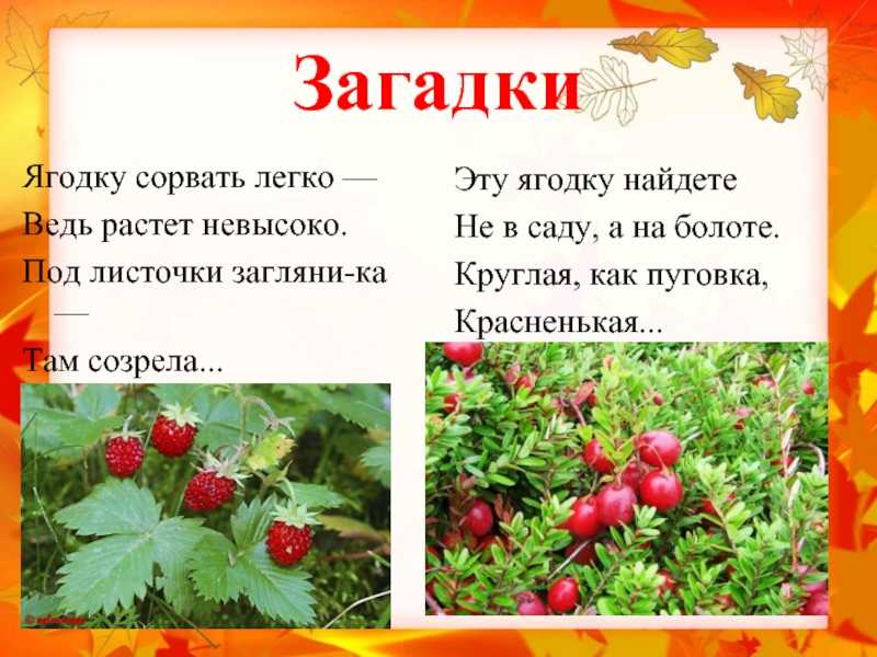 Загадки про ягоды с ответами