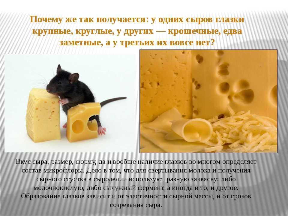 Почему сыр не получился. Проект про сыр. Интересное про сыр. Высказывания про сыр. Интересные факты о сыре.