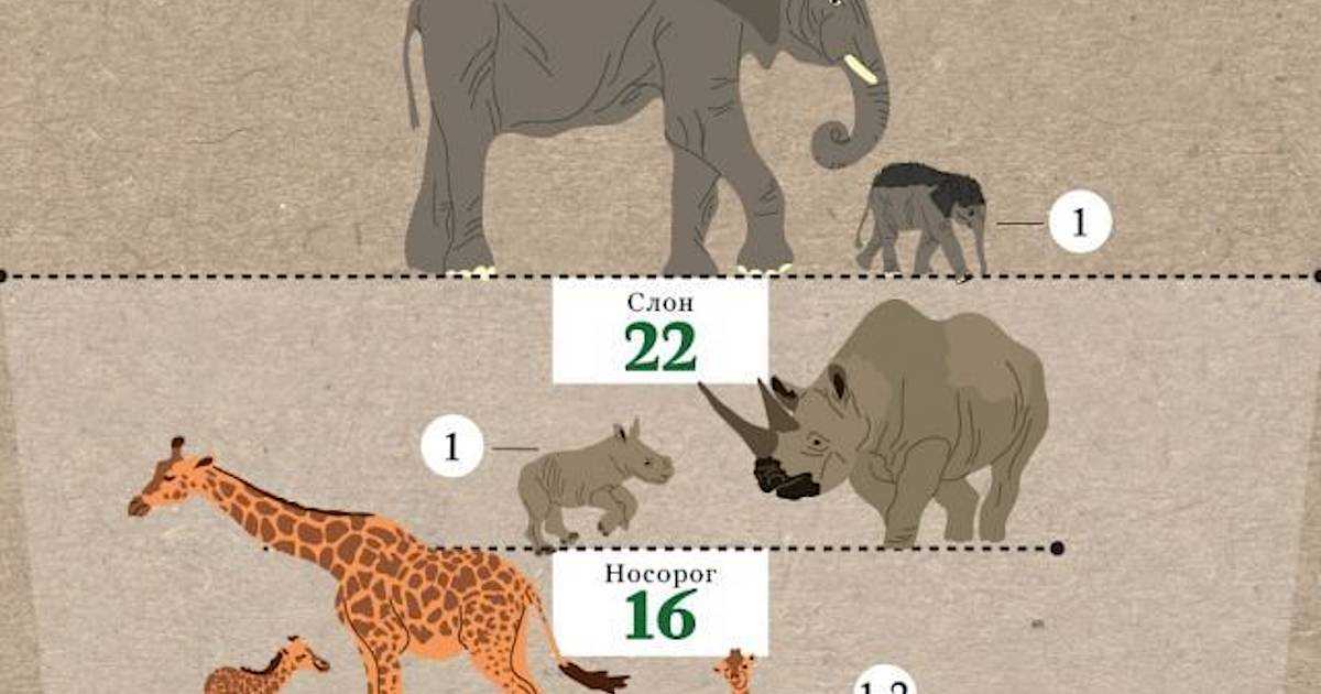 Сколько длится беременность у слона