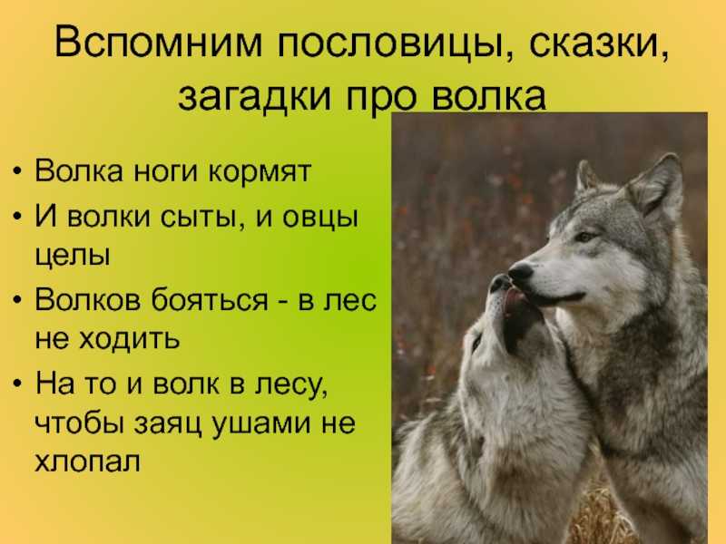 Загадки про волка для детей