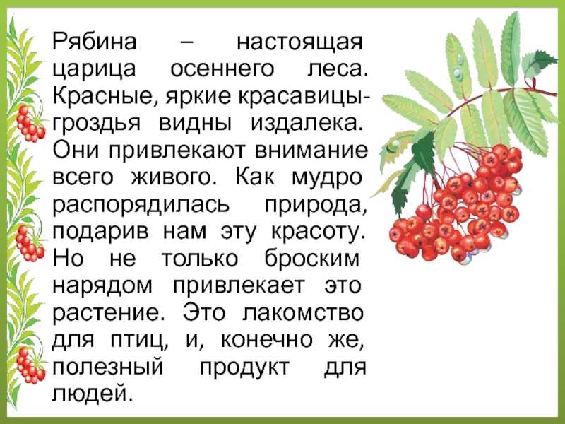 Стихи про деревья для детей 4-5 лет в детском саду - справочник педагога