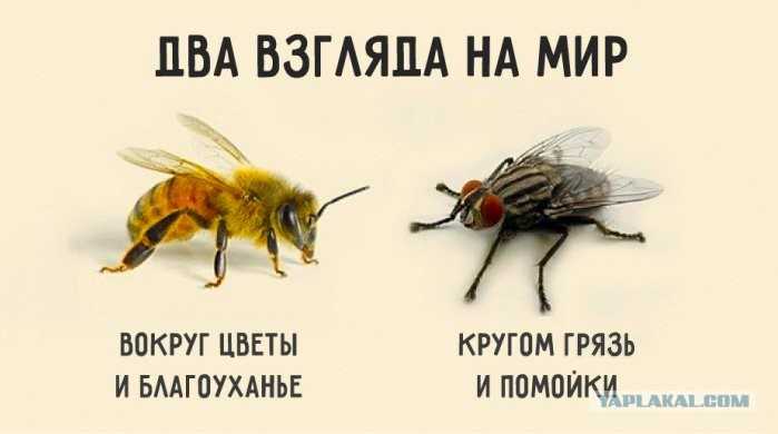 Притча о пчеле и мухе