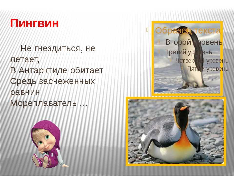 Среди пингвинов есть и драчуны найти глагол. Загадка про пингвина. Загадка про пингвина для детей. Детские загадки про пингвина. Стих про пингвина.
