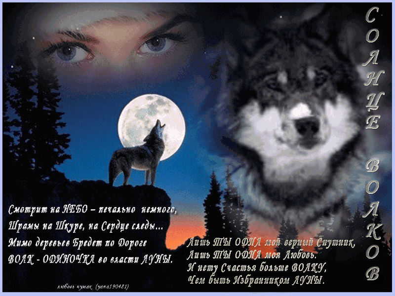 Одинокая волчица ночью. Стих про волка. Поздравление с волком. Стихи про Волков. Стишок про волчицу.